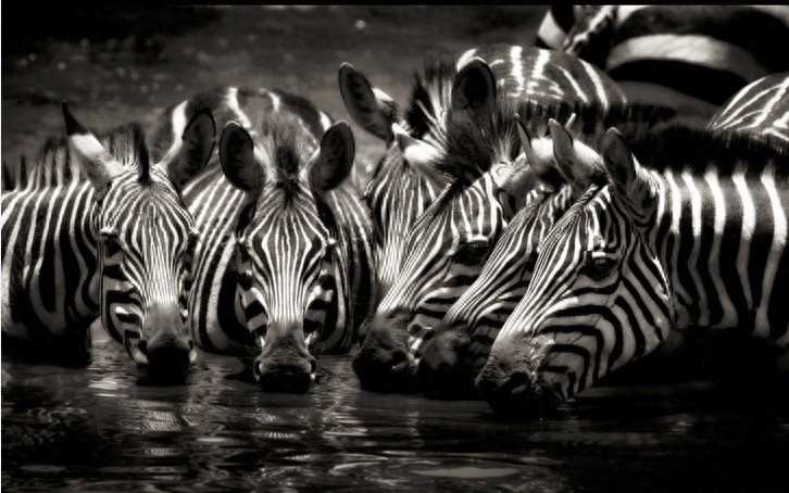 非洲大草原上无尽的狂野之美——塞伦盖蒂