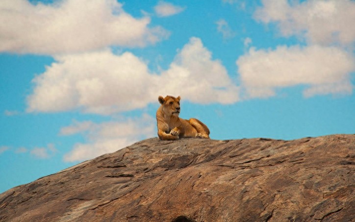 非洲大草原上无尽的狂野之美——塞伦盖蒂
