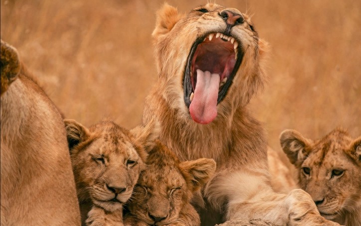 非洲大草原上无尽的狂野之美——塞伦盖蒂