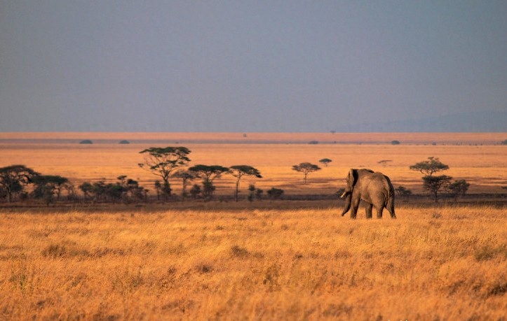 非洲大草原上无尽的狂野之美——塞伦盖蒂