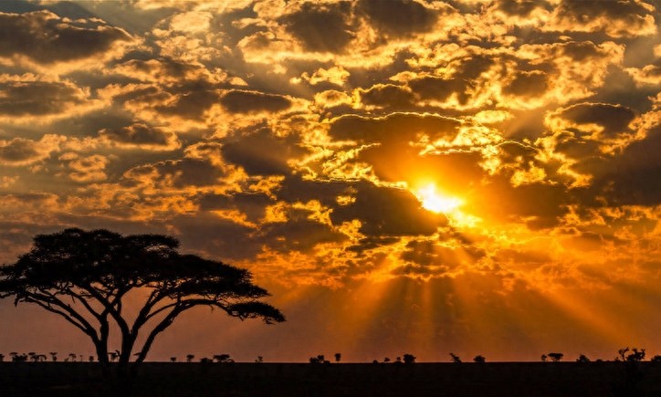 非洲大草原上无尽的狂野之美——塞伦盖蒂