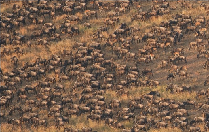 非洲大草原上无尽的狂野之美——塞伦盖蒂