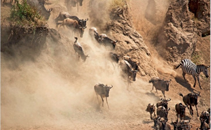 非洲大草原上无尽的狂野之美——塞伦盖蒂