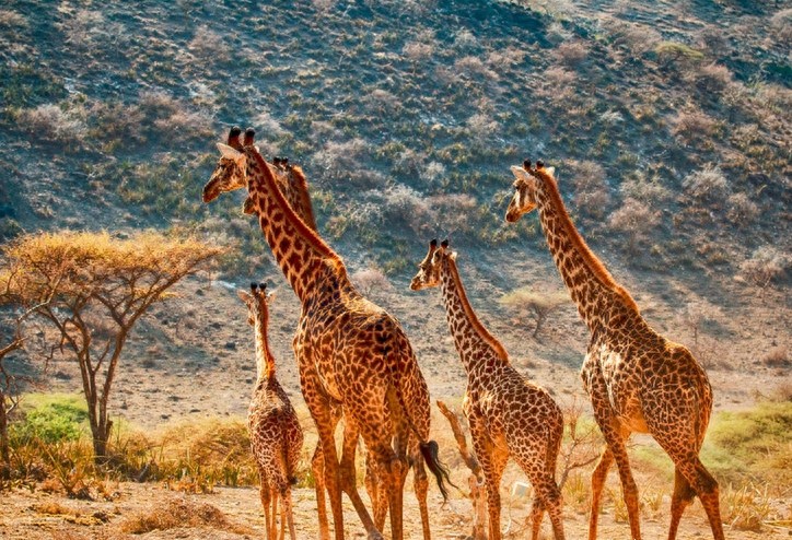 非洲大草原上无尽的狂野之美——塞伦盖蒂