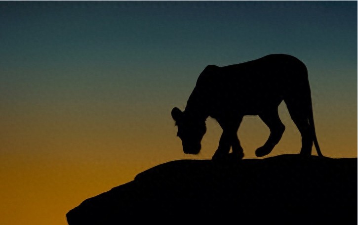 非洲大草原上无尽的狂野之美——塞伦盖蒂