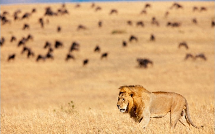 非洲大草原上无尽的狂野之美——塞伦盖蒂