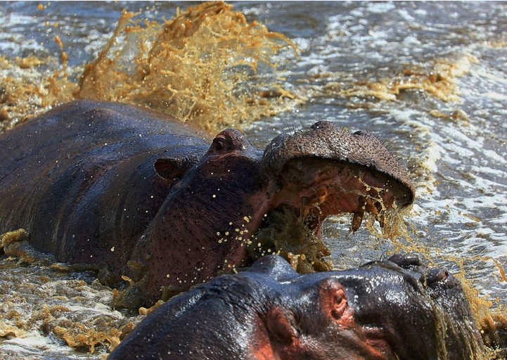非洲大草原上无尽的狂野之美——塞伦盖蒂