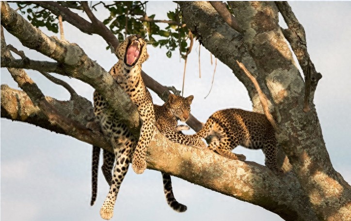 非洲大草原上无尽的狂野之美——塞伦盖蒂