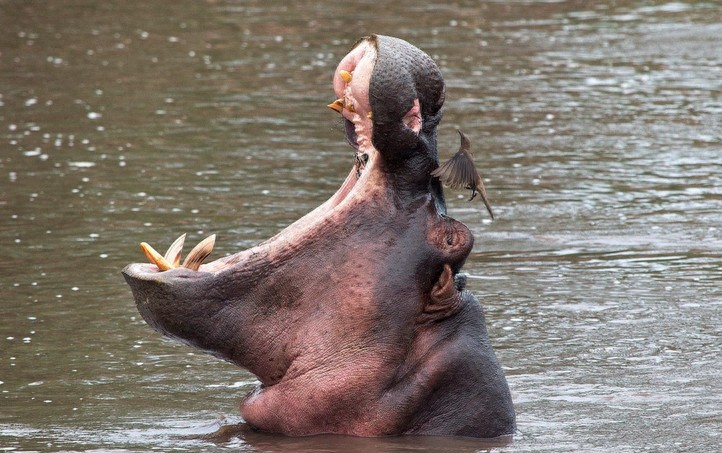 非洲大草原上无尽的狂野之美——塞伦盖蒂