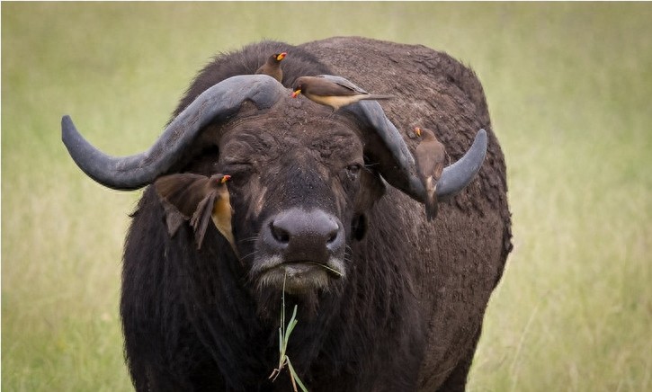 非洲大草原上无尽的狂野之美——塞伦盖蒂