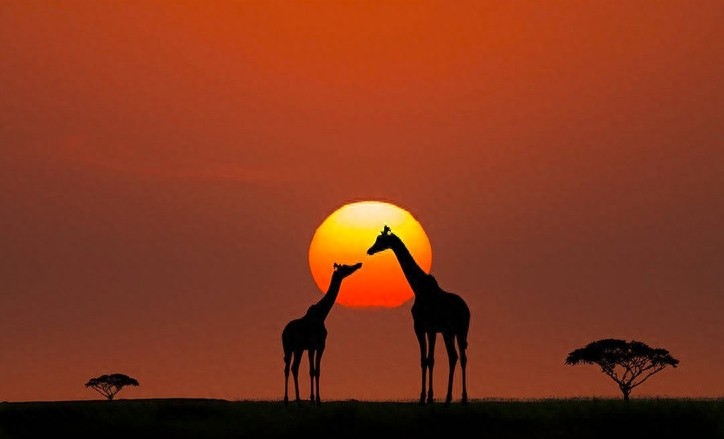 非洲大草原上无尽的狂野之美——塞伦盖蒂