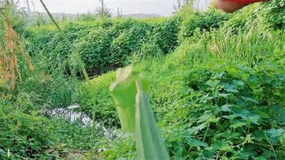 ​丝瓜这样做太好吃了，做法简单，清脆营养有滋味，开胃解油腻