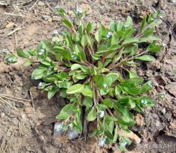 ​识花认草：附地菜