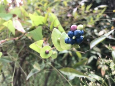 ​杠「Gànɡ」板归，名字奇奇怪怪，果实酸酸甜甜好看又好吃