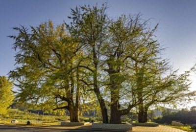 ​人养树，树养人：老中医揭秘5种健康树木的秘密