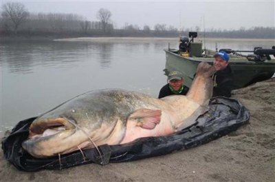 ​一口可以吞食人类的巨型淡水鱼——湄公河巨魾