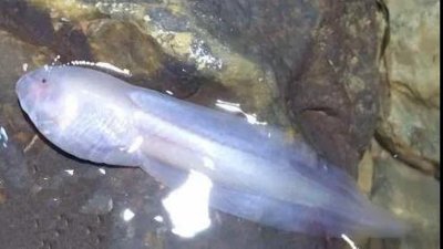 ​宜宾一溶洞内发现大量“透明鱼”，你见过吗？