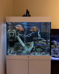 ​地图鱼，比较适合新手入门的中大型观赏鱼