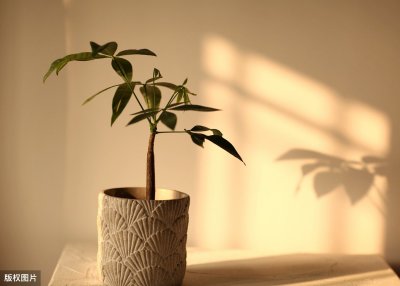 ​教你发财树的养殖技巧，只需记住4点，不烂根，猛蹿2米高