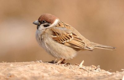 ​随处可见的麻雀，曾被捕杀20亿只，现在竟是国外的“进口鸟”？