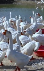 ​＂忠华良牧全价发酵饲料＂养鹅和传统养殖的利润及成本对比。