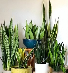 ​哈尔滨花友必看！如何掌握虎皮兰养护三大要点，轻松打造绿意家居