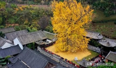 ​观音禅寺银杏已落，距西安40分钟，秦岭古寺这棵千年银杏不能错过