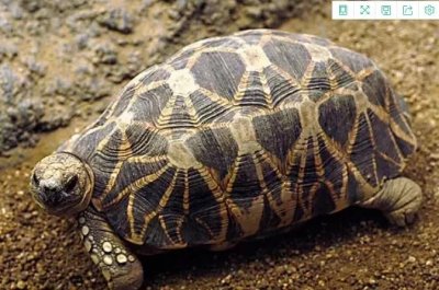 ​上百只濒危物种缅甸星龟被盗，再次找到时竟以这种方式出现