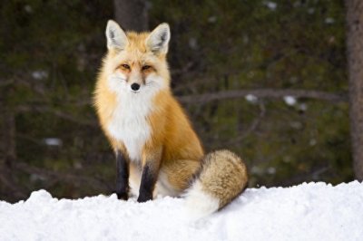 ​野史中苏妲己并没有死，居然被周武王的弟弟周公旦纳为姬妾！