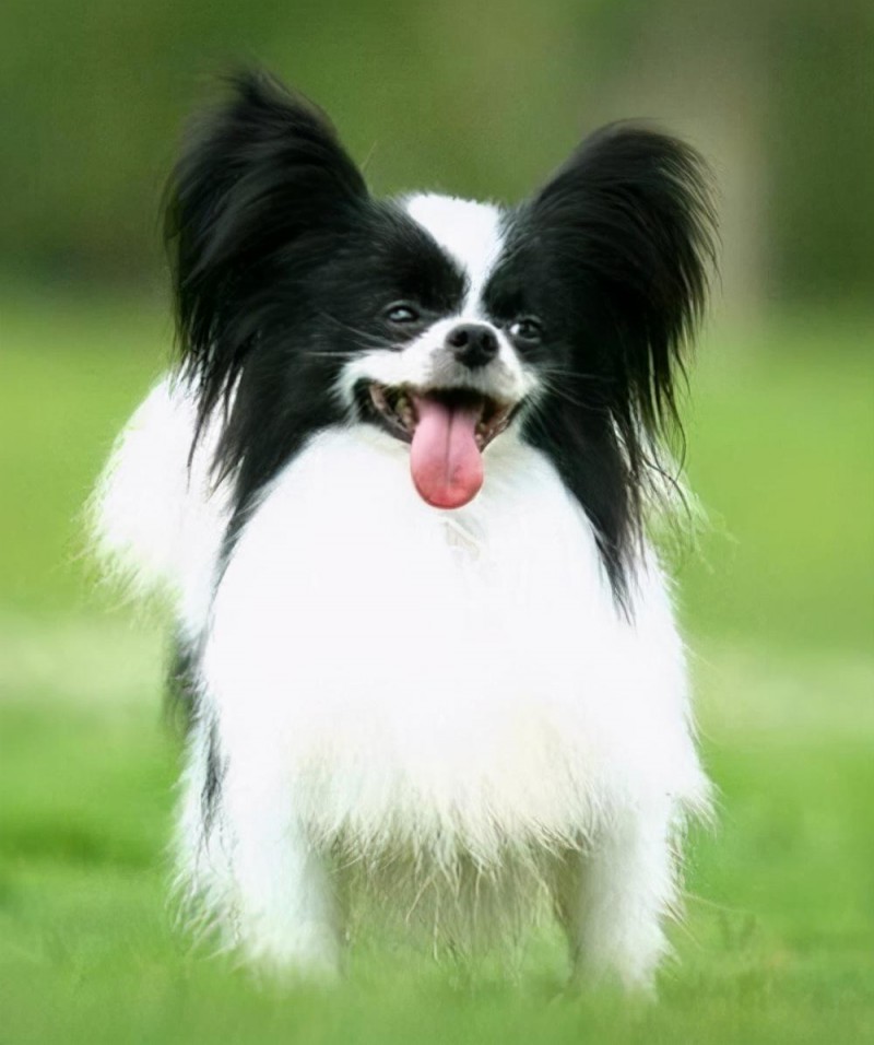 小型宠物狗的品种及图片(8种小型犬非常忠诚)