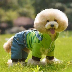 小型宠物狗的品种及图片(8种小型犬非常忠诚)