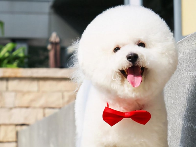 小型宠物狗的品种及图片(8种小型犬非常忠诚)