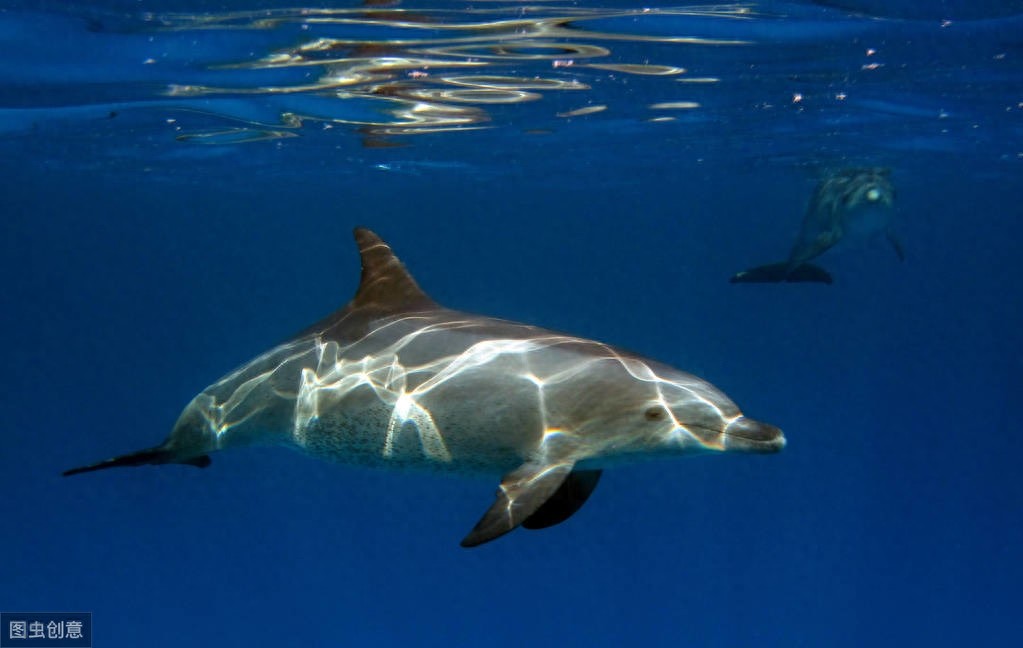 海中的精灵—海豚唯美图片
