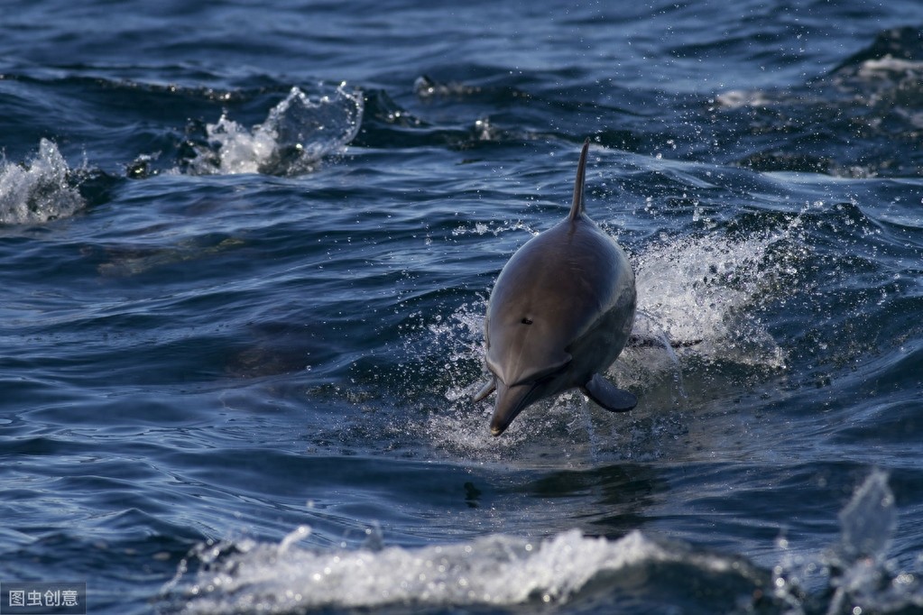 海中的精灵—海豚唯美图片