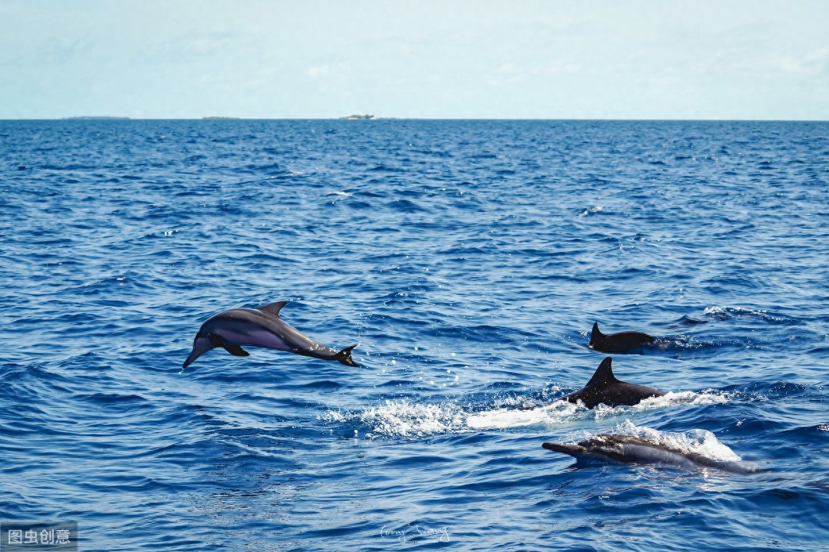 海中的精灵—海豚唯美图片
