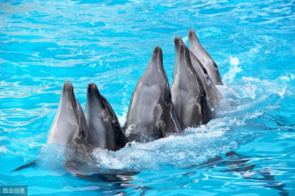 海中的精灵—海豚唯美图片