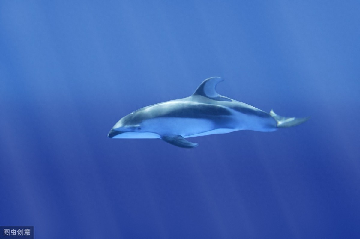 海中的精灵—海豚唯美图片