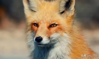 ​狡黠怎么读？狡黠的读音和意思！