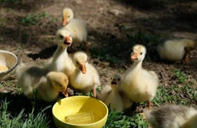 ​家里刚买回来的小鹅怎么饲养？跟着这五个步骤，或许能养活