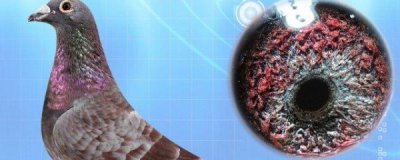 ​詹森红狐狸信鸽特点 詹森红狐狸信鸽特点简单介绍