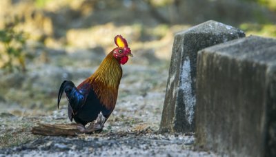 ​锦鸡会飞吗是鸟类的吗