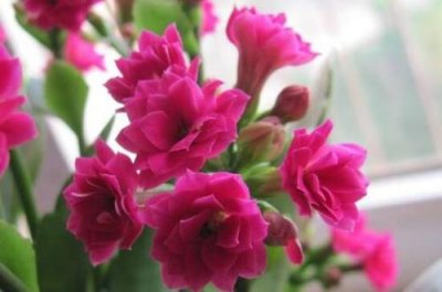 ​长生花的花语及寓意（关于长寿花的花语介绍）