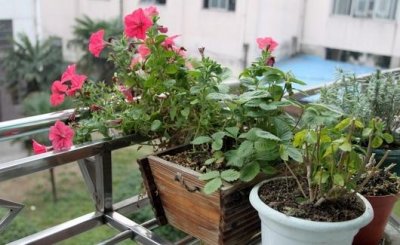 ​养花遇到烂根的情况的解决方法