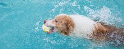 ​狗狗可以吃咸的食物吗为什么 狗狗能吃咸的东西吗?