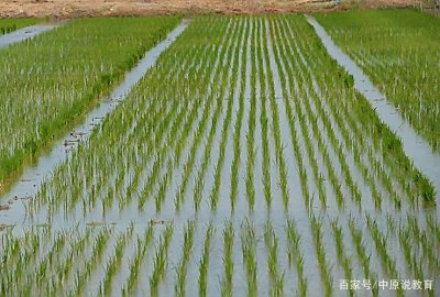 ​种水稻的正确方法（怎么种植水稻）