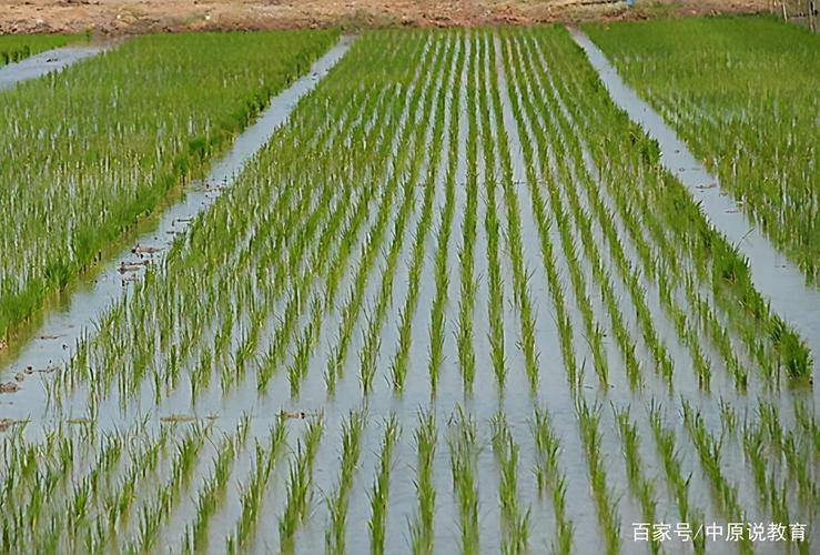 种水稻的正确方法(怎么种植水稻)