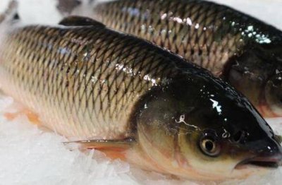​鲩鱼和草鱼的区别图片 草鱼与鲮鱼的区别图片
