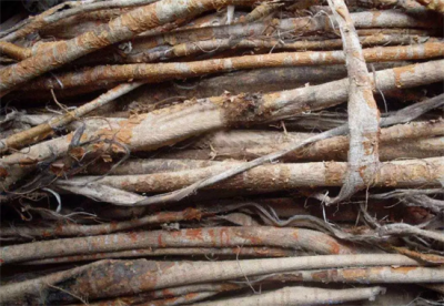 ​桑白皮的功效与作用及食用方法 桑树全身都是宝，而桑白皮这块“宝”不可忽略！