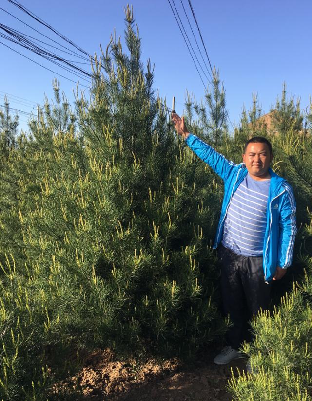 白皮松等级(关于白皮松的陕西方言)(1)