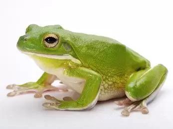 为什么青蛙和蟾蜍长得像(你知道青蛙与蟾蜍的区别吗)(1)